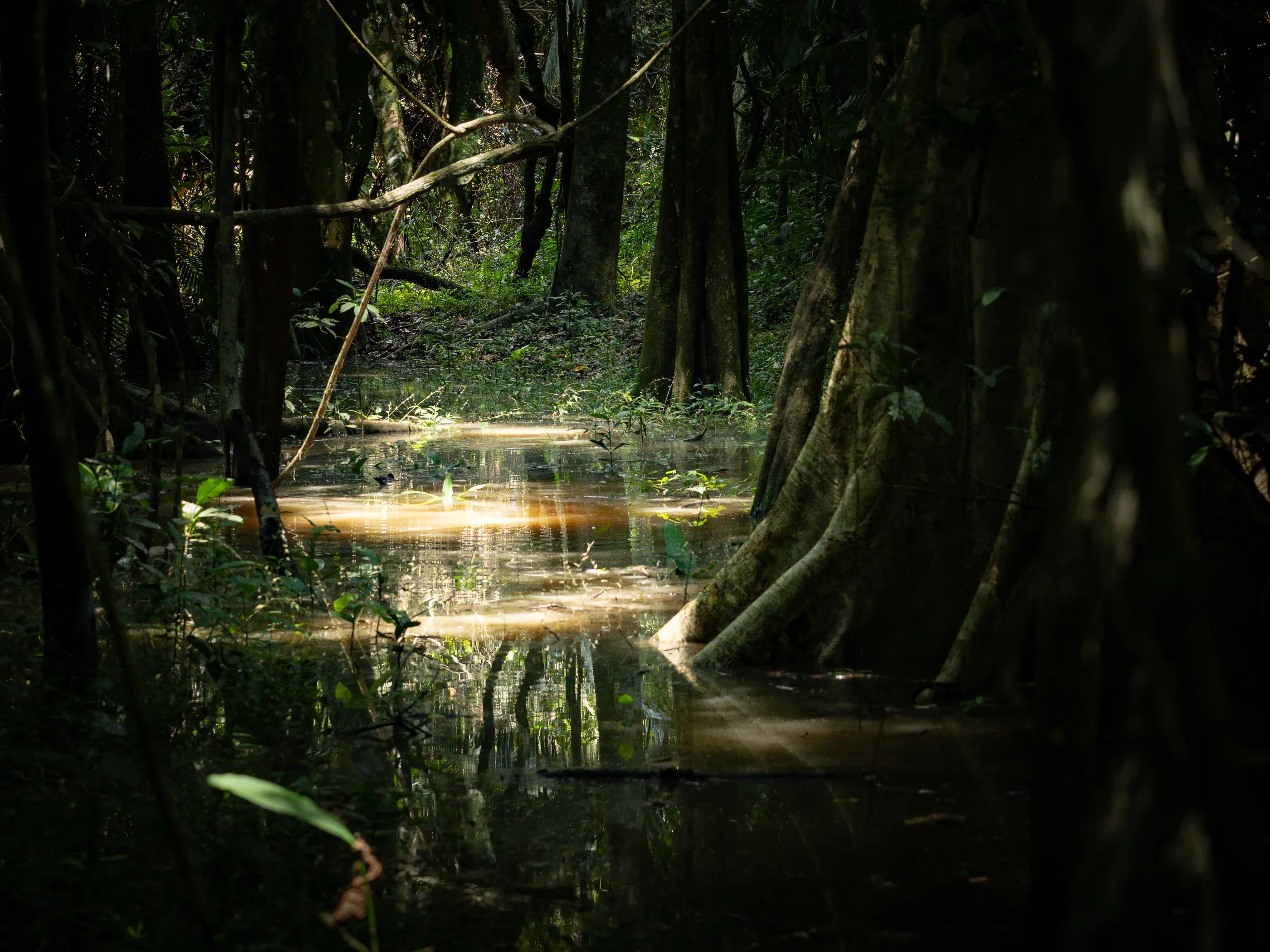 Amazonase vihmametsa veetee