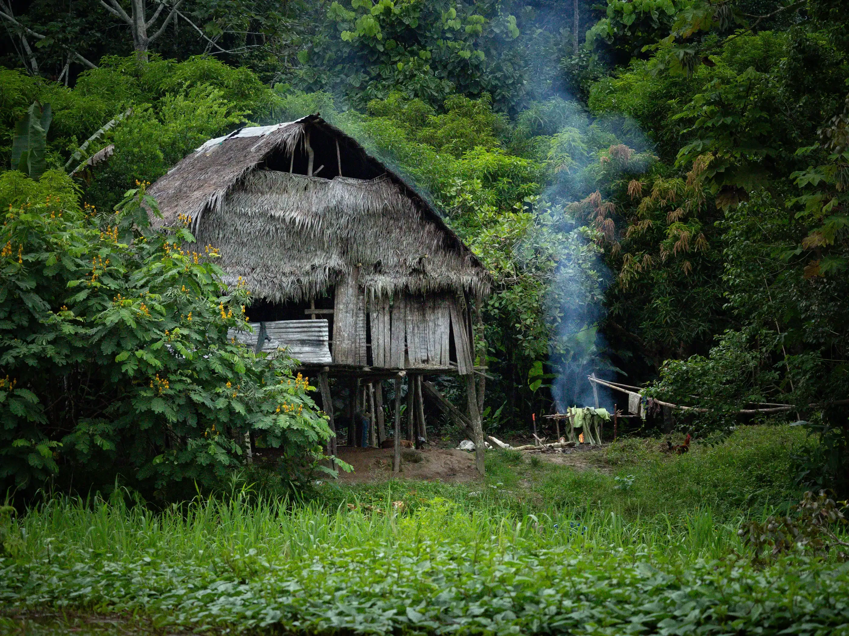 Amazonase džunglihütt